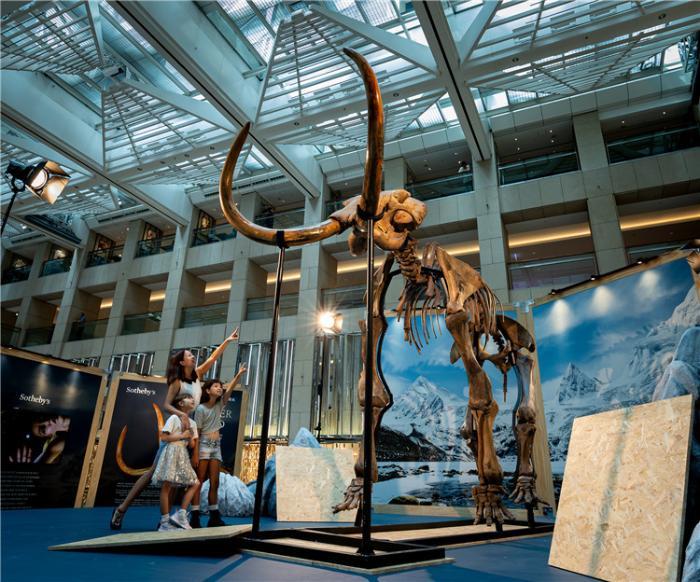 一具12000年前、高达3.5米的珍贵猛犸象化石标本在香港中环置地广场展出。(香港苏富比供图)