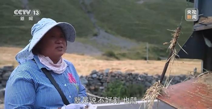 新聞周刊丨青稞成熟美如畫 他們一路見証豐收喜悅